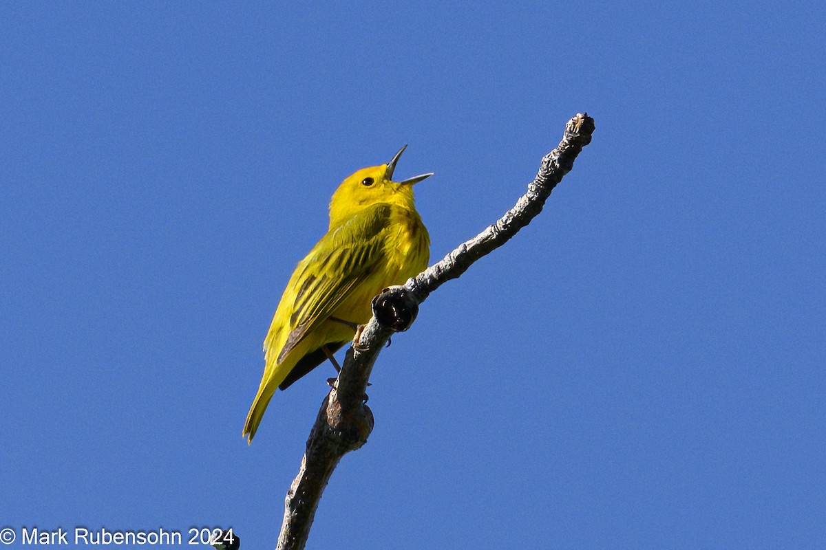 Yellow Warbler (Northern) - ML619909553