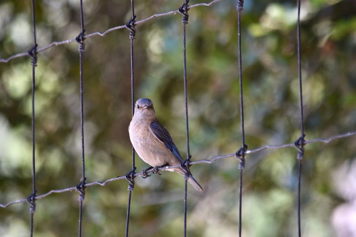 Western Bluebird - ML619909564