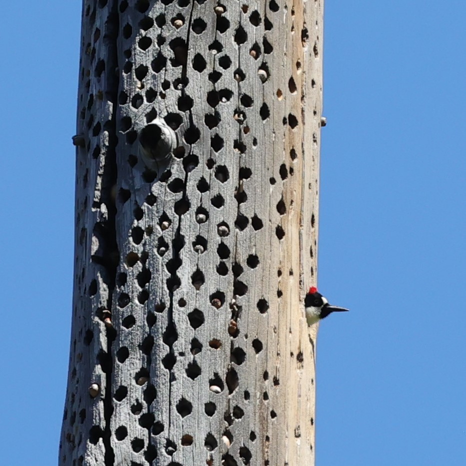 Acorn Woodpecker - ML619909587