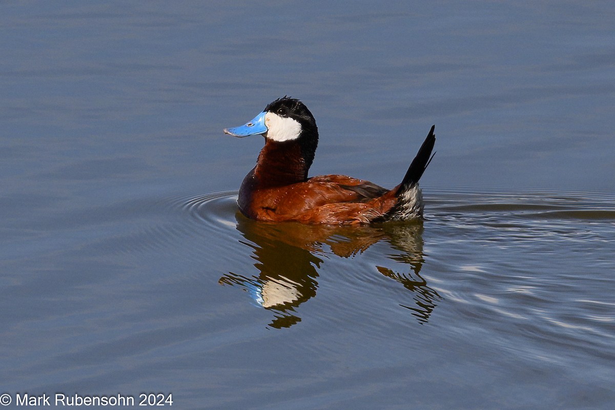 Ruddy Duck - ML619909588