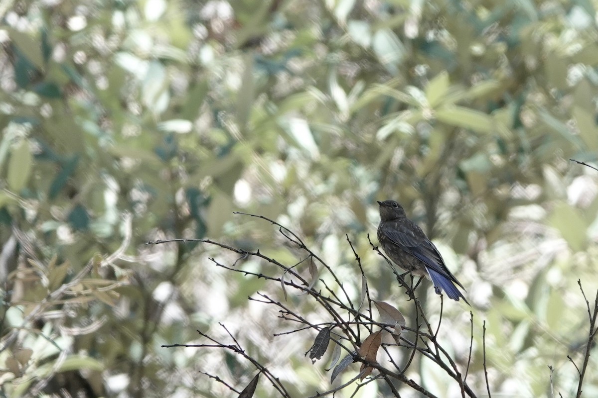 Western Bluebird - ML619909590