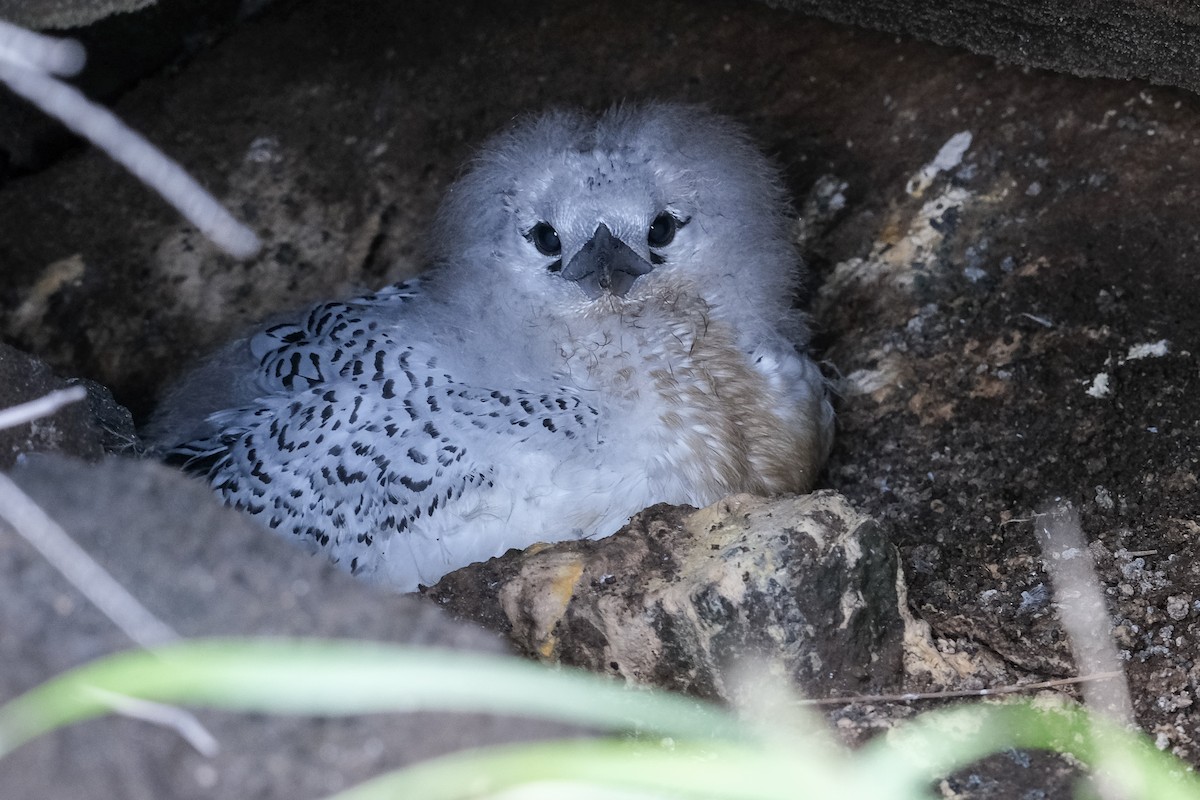 Red-tailed Tropicbird - ML619909592