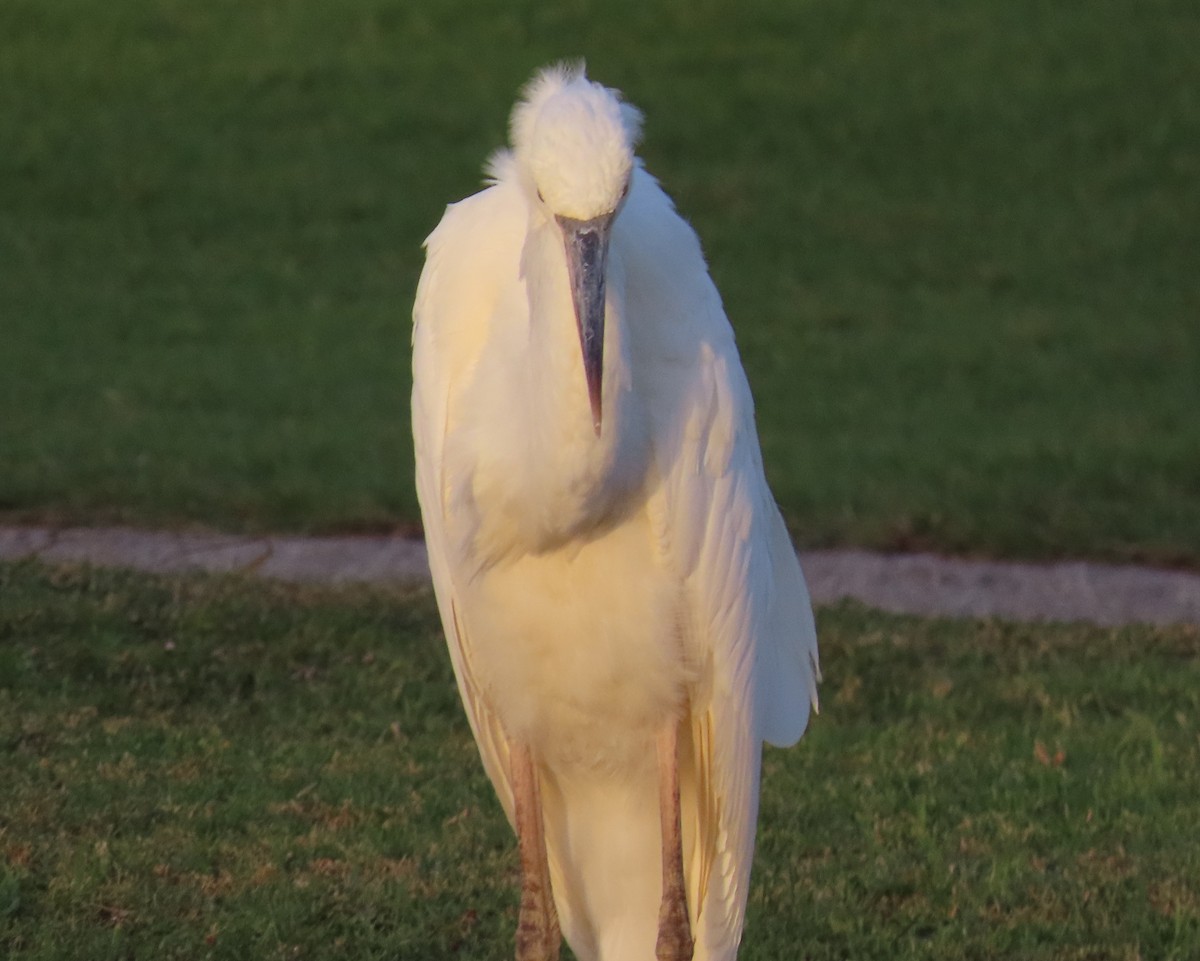 Great Blue Heron (Great White) - ML619909595