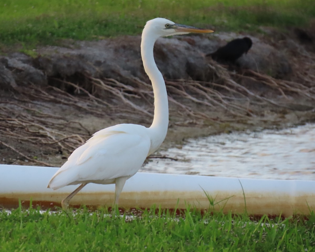 Great Blue Heron (Great White) - ML619909600