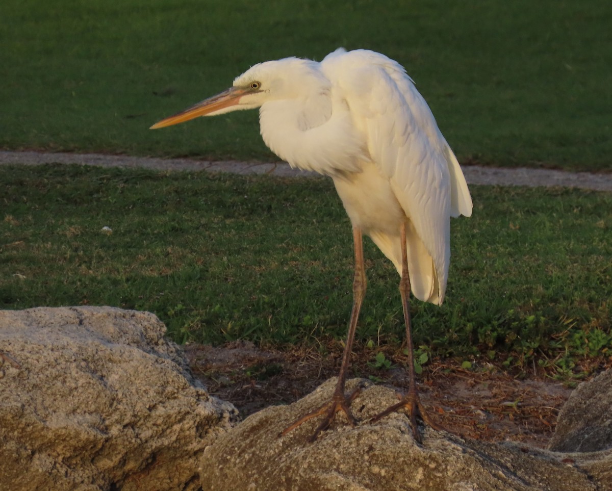 Great Blue Heron (Great White) - ML619909602