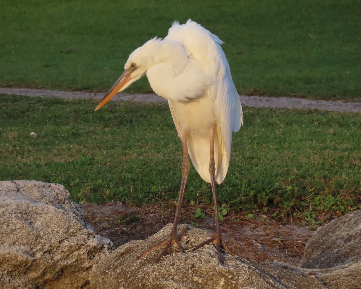 Great Blue Heron (Great White) - ML619909603