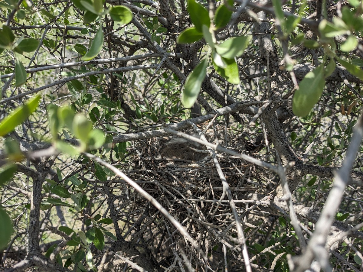 Loggerhead Shrike - ML619909613