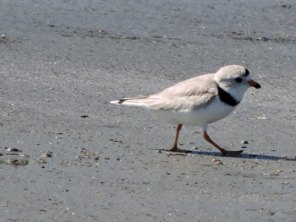Piping Plover - ML619909633