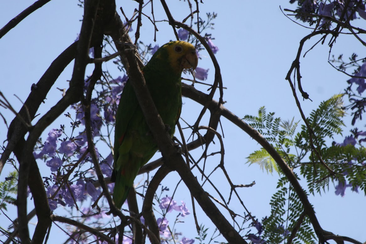 Yellow-headed Parrot - ML619909657