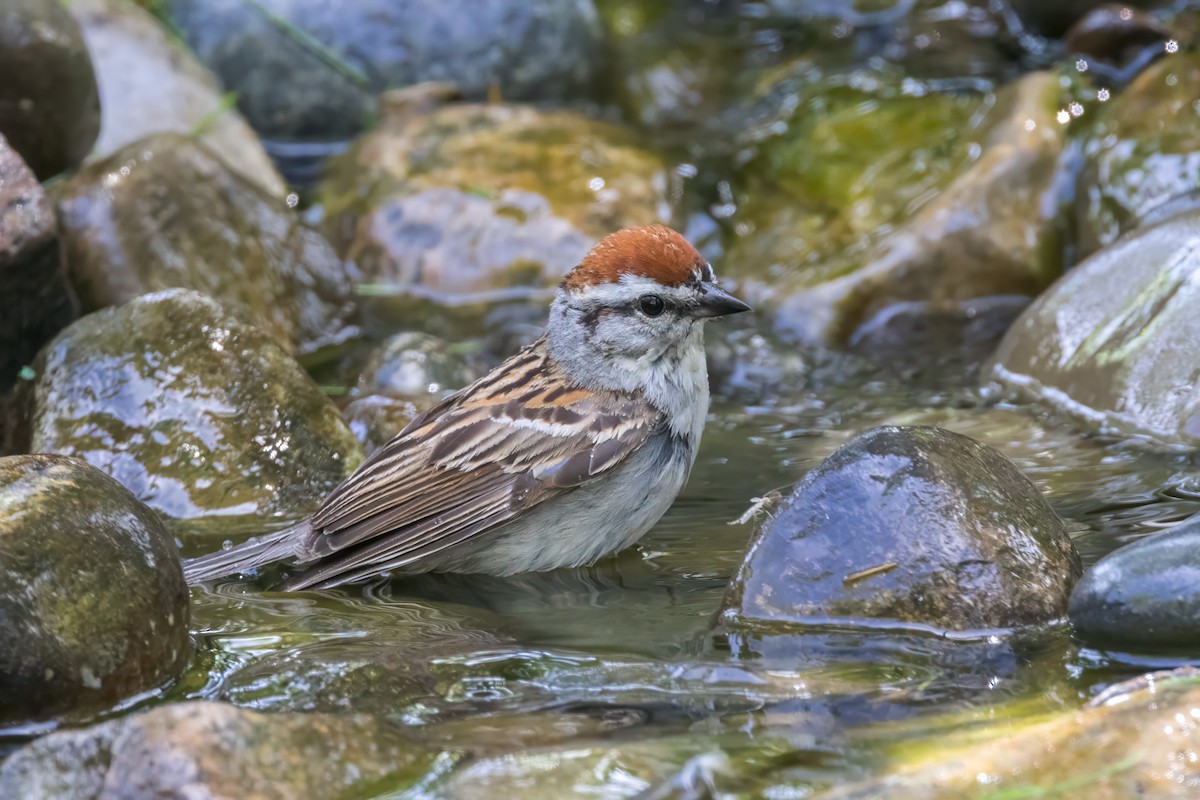 Chipping Sparrow - ML619909659