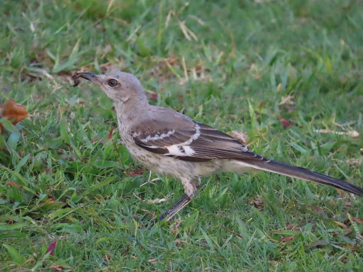 Northern Mockingbird - ML619909689