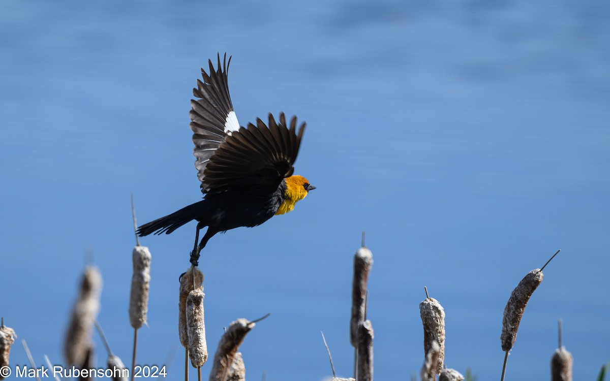 Yellow-headed Blackbird - ML619909696