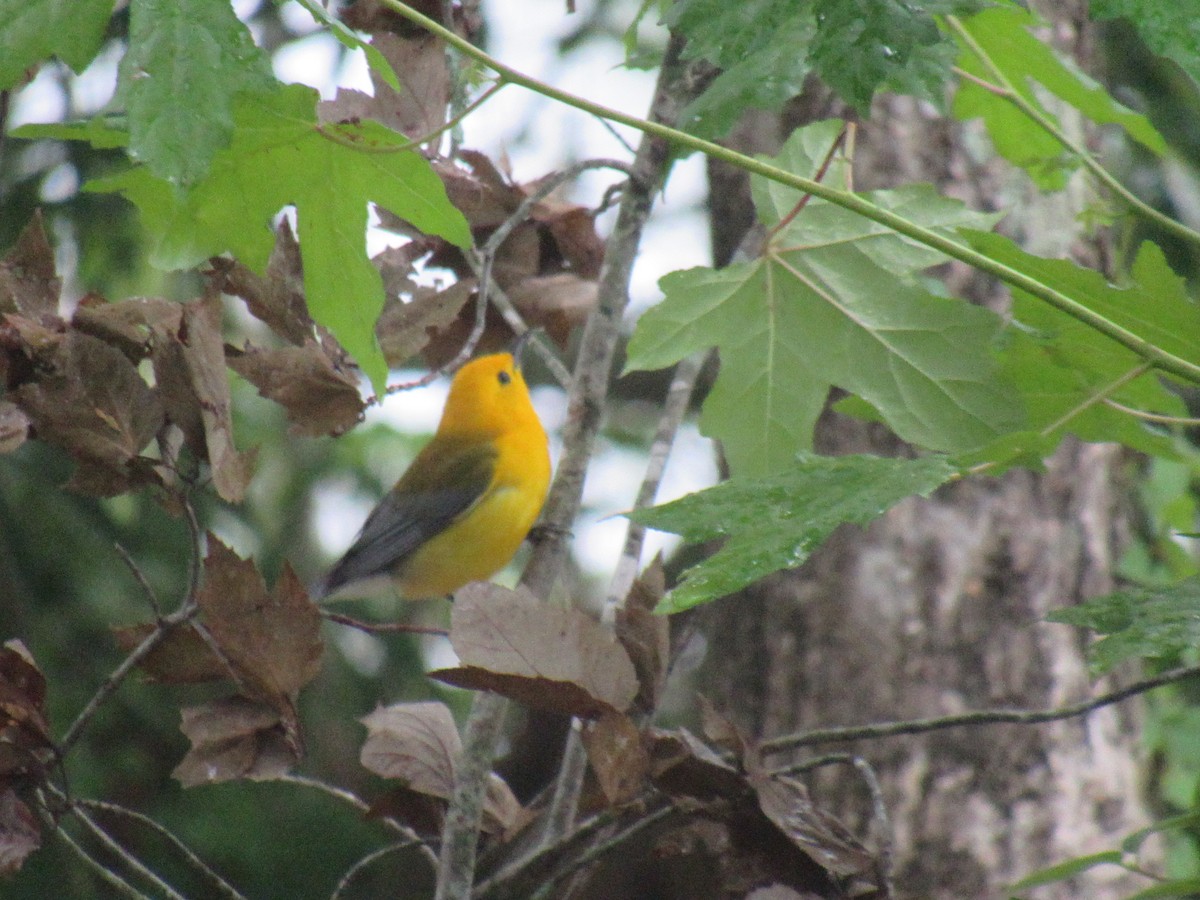 Prothonotary Warbler - ML619909700
