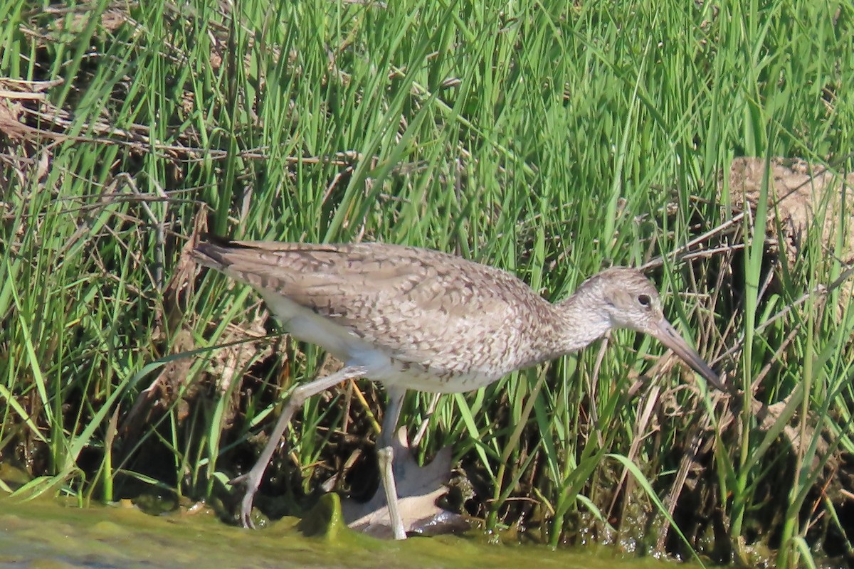 Willet - ML619909702