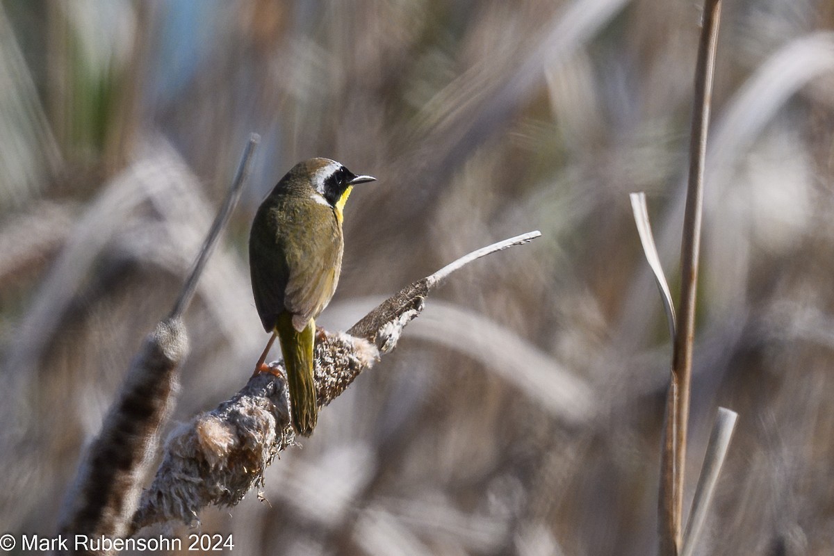 Common Yellowthroat - ML619909707