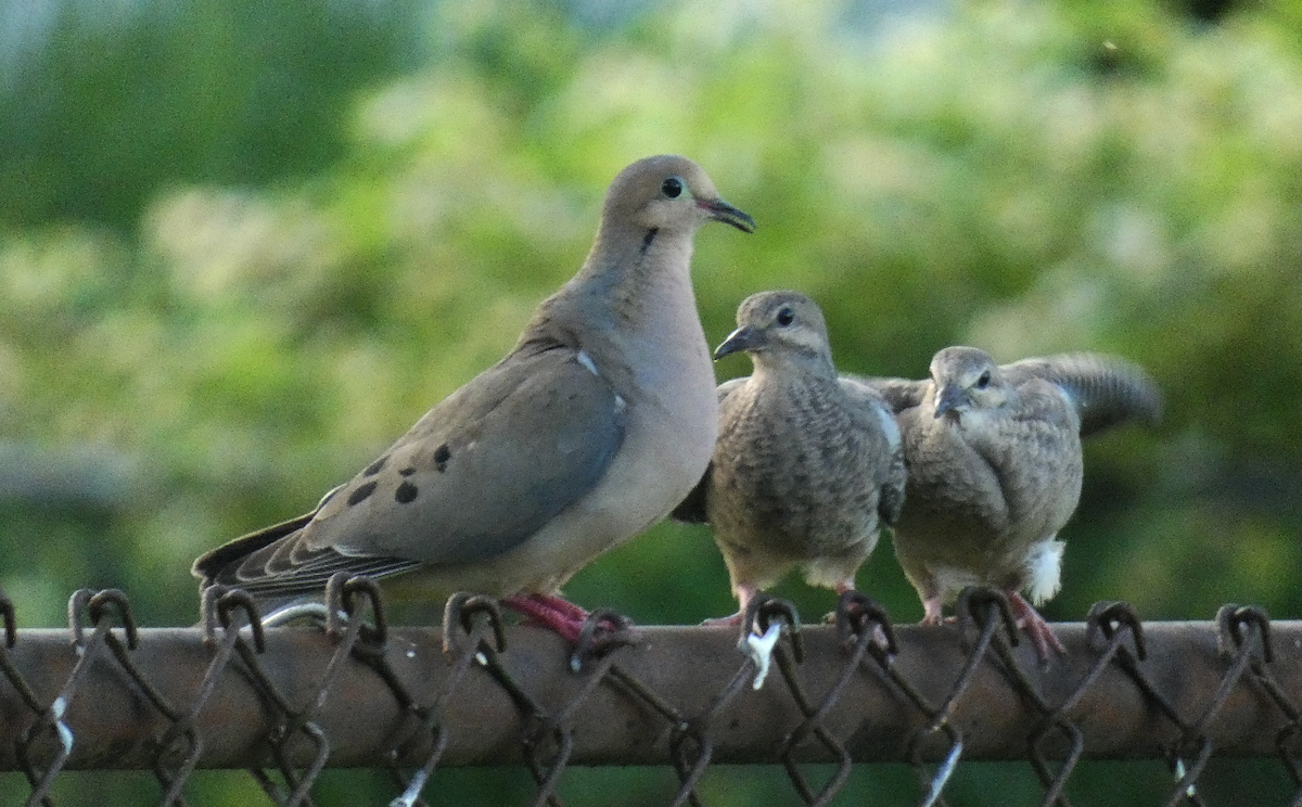 Mourning Dove - ML619909709