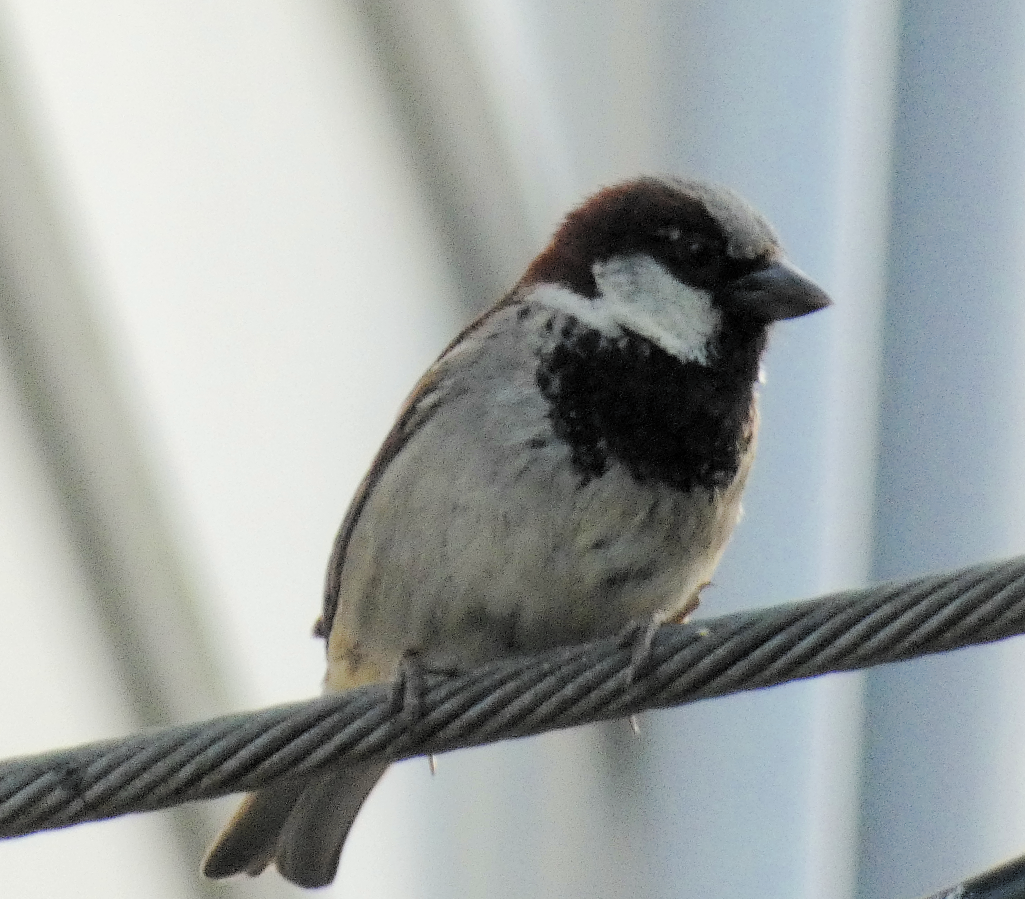 House Sparrow - ML619909728