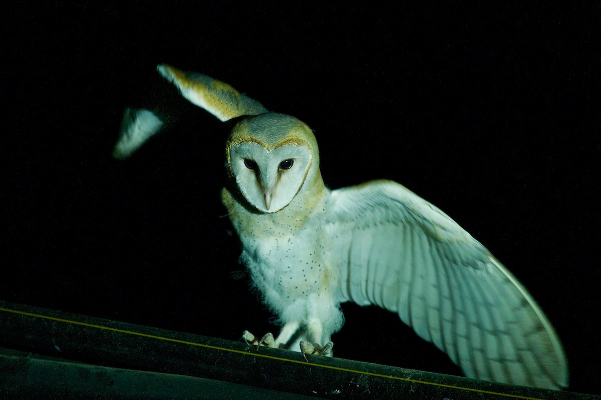 Barn Owl - ML619909749