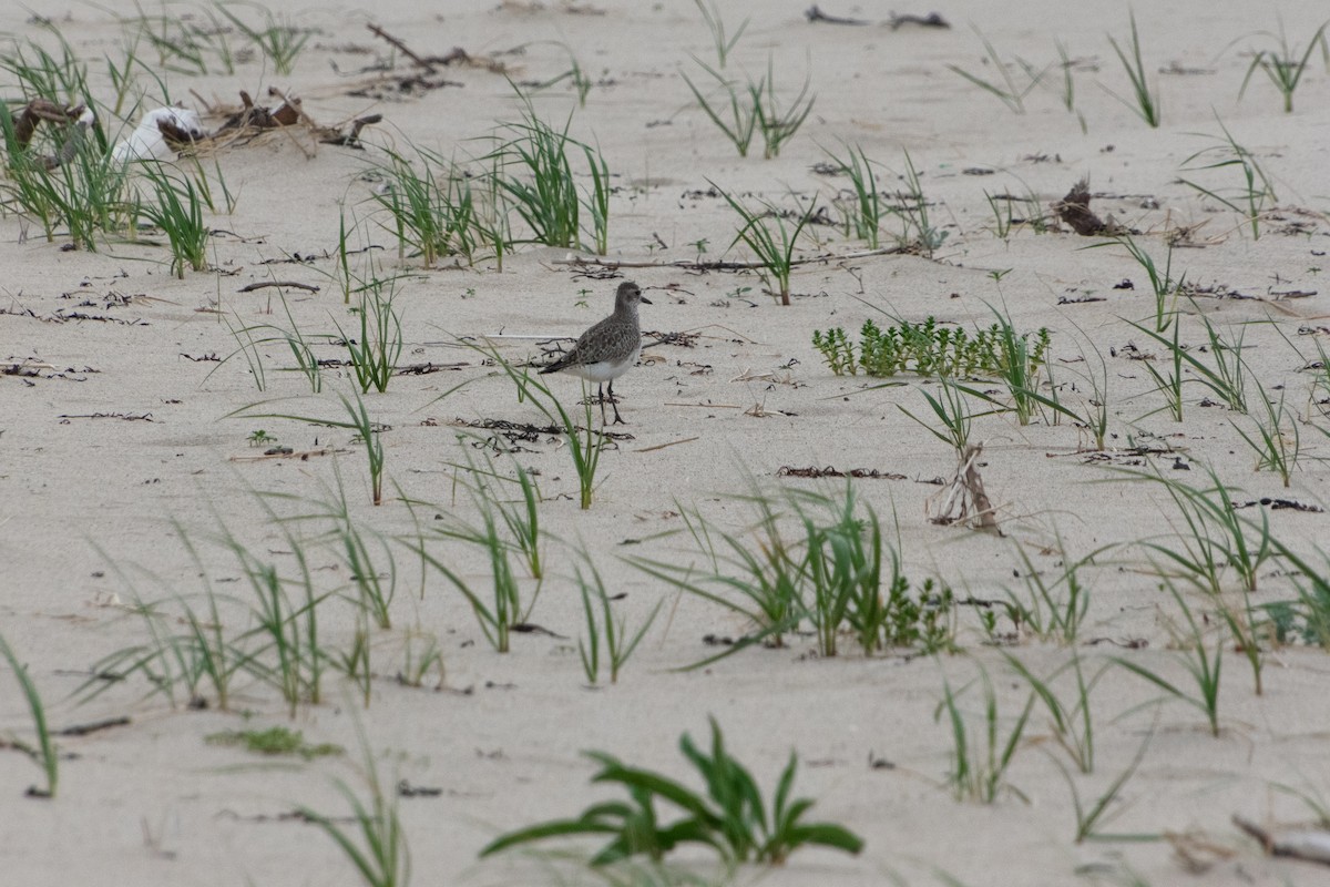 Black-bellied Plover - ML619909755