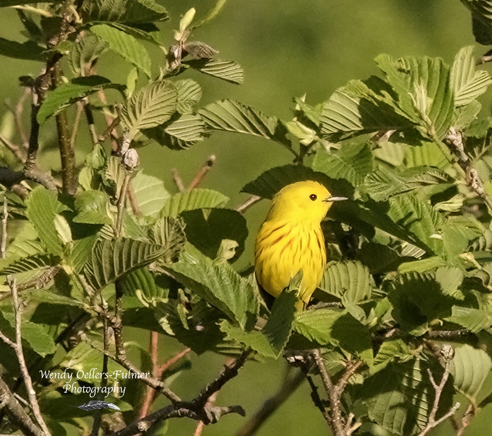Yellow Warbler - ML619909759