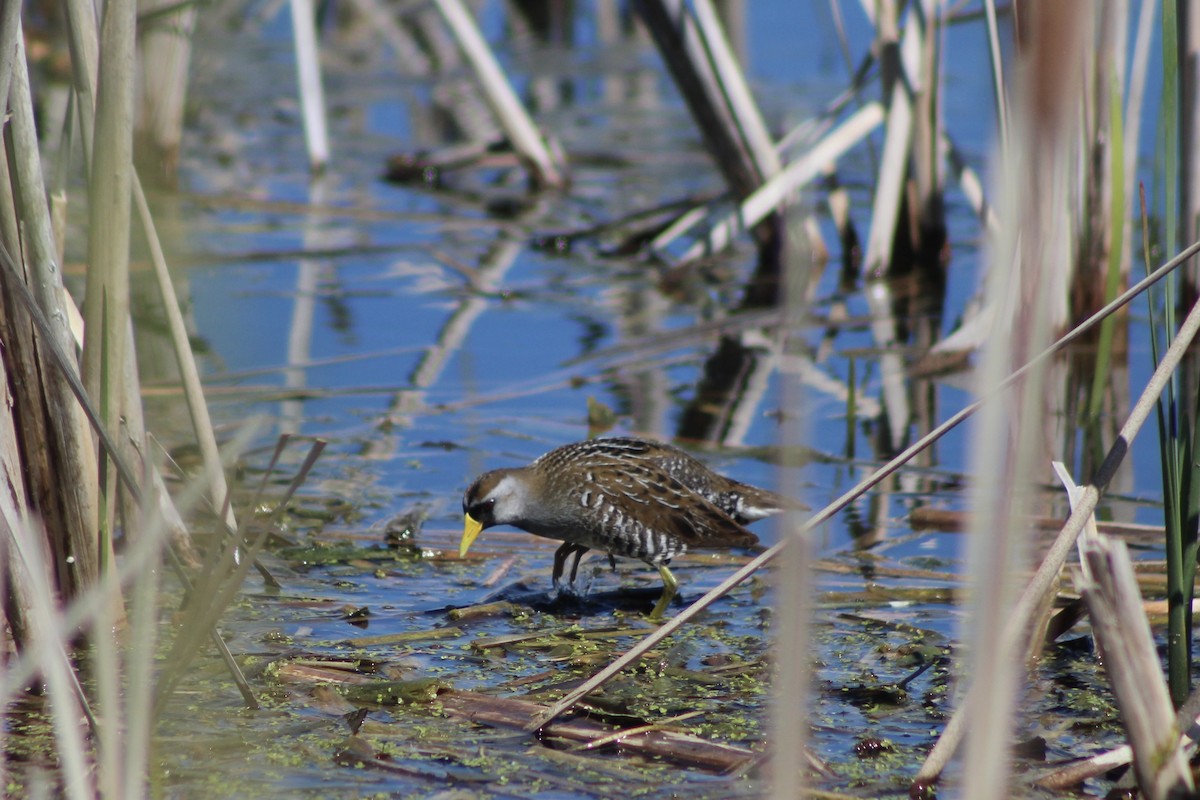 Carolinasumpfhuhn - ML619909771