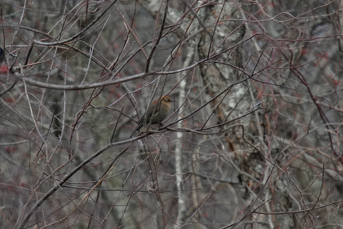 Rusty Blackbird - ML619909776