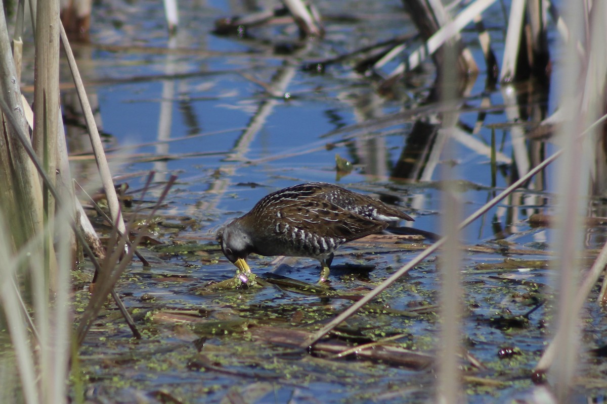 Carolinasumpfhuhn - ML619909779