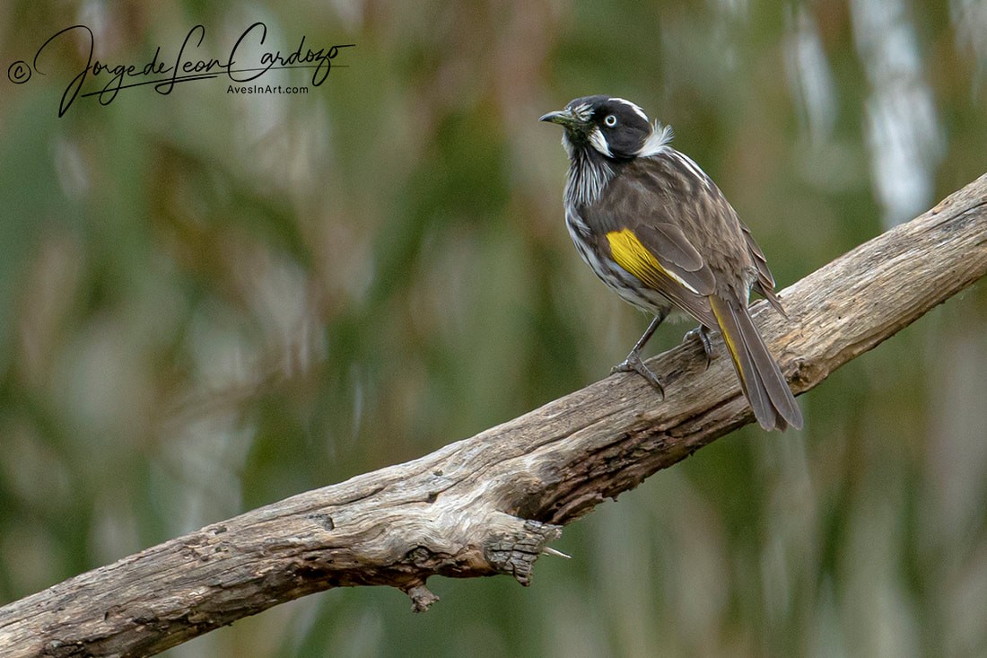 New Holland Honeyeater - ML619909786