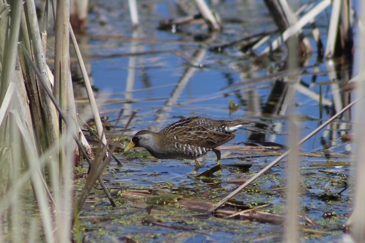 Carolinasumpfhuhn - ML619909790