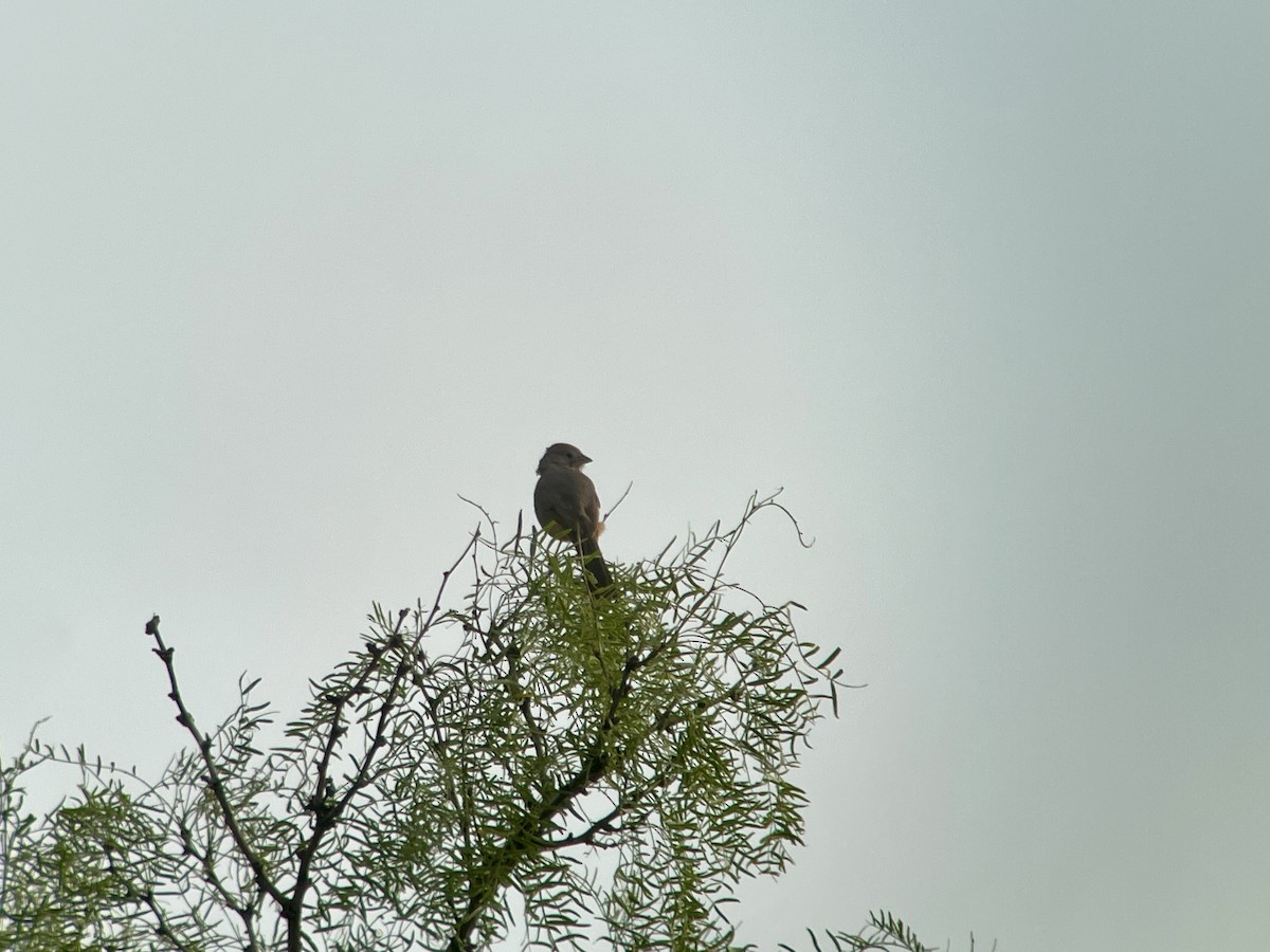 Canyon Towhee - ML619909798