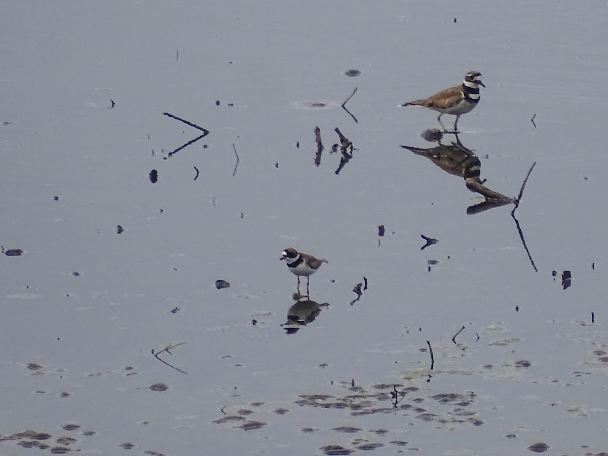 Semipalmated Plover - ML619909807