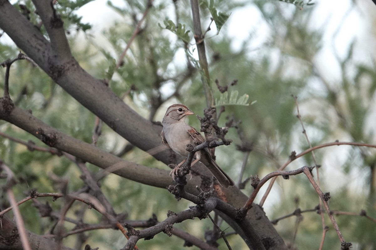 Rufous-winged Sparrow - Joe Schiavone