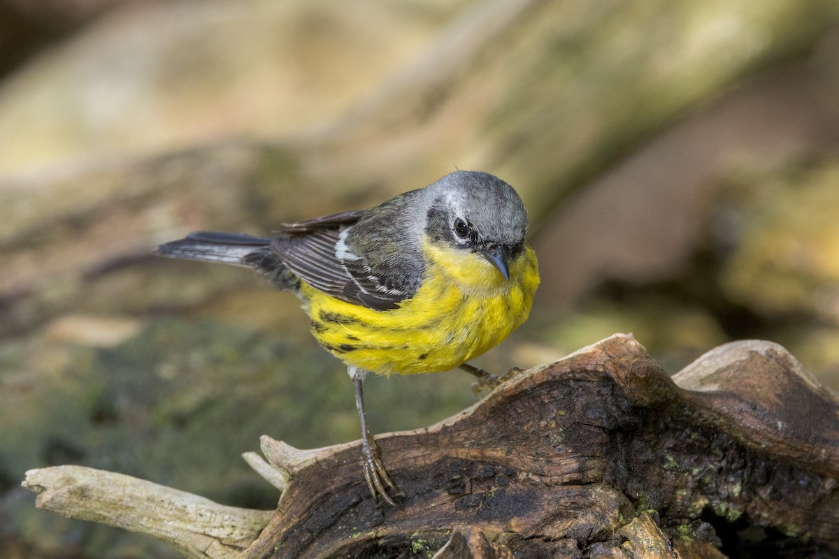 Magnolia Warbler - ML619909830