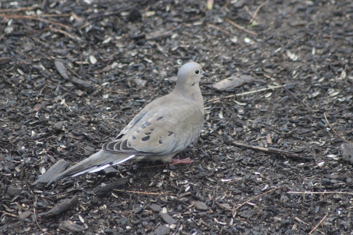 Mourning Dove - ML619909835