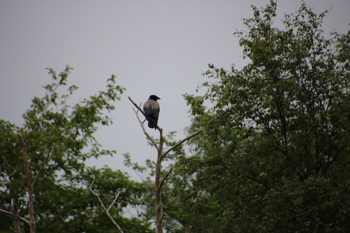 Hooded Crow - ML619909845