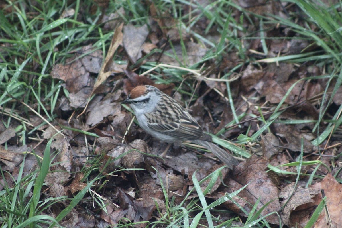 Chipping Sparrow - ML619909846