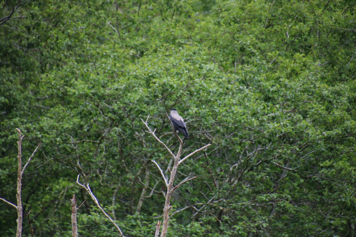 Hooded Crow - ML619909847