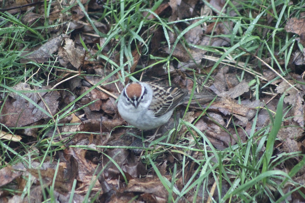 Chipping Sparrow - ML619909849