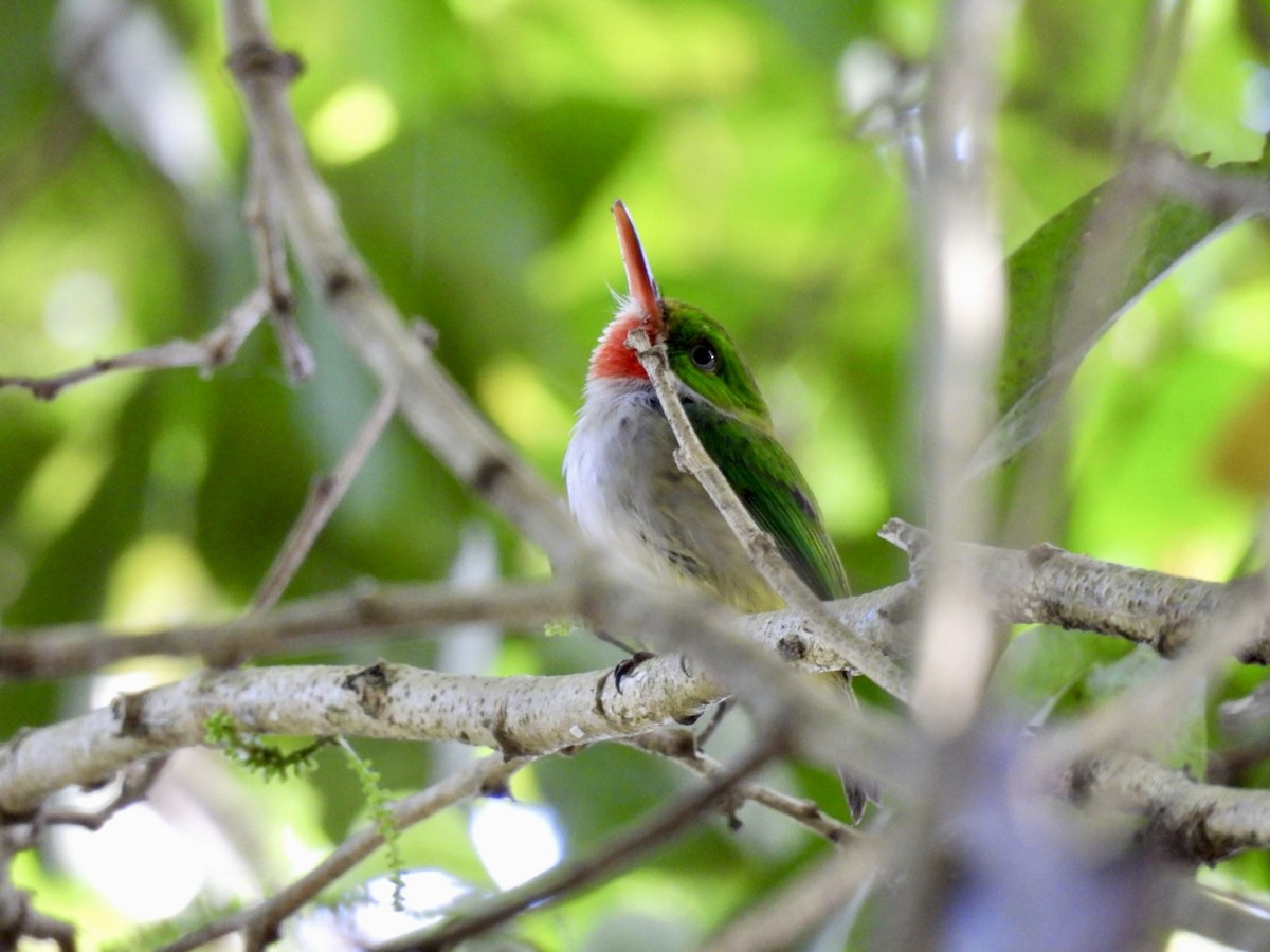 Puerto Rican Tody - ML619909850