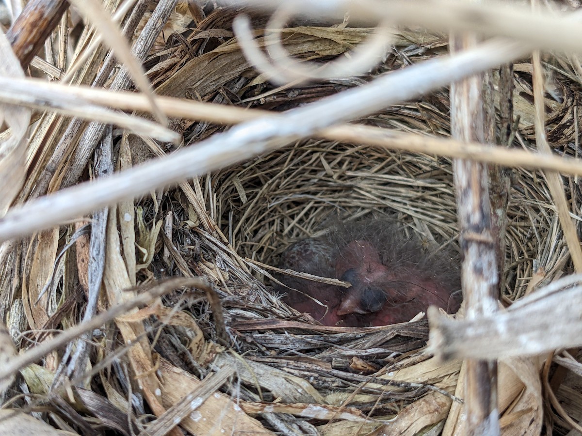 Song Sparrow - ML619909860