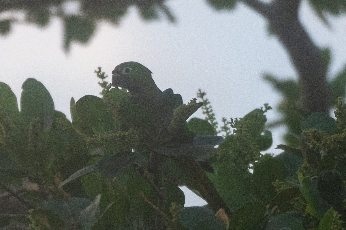 Olive-throated Parakeet (Aztec) - ML619909906