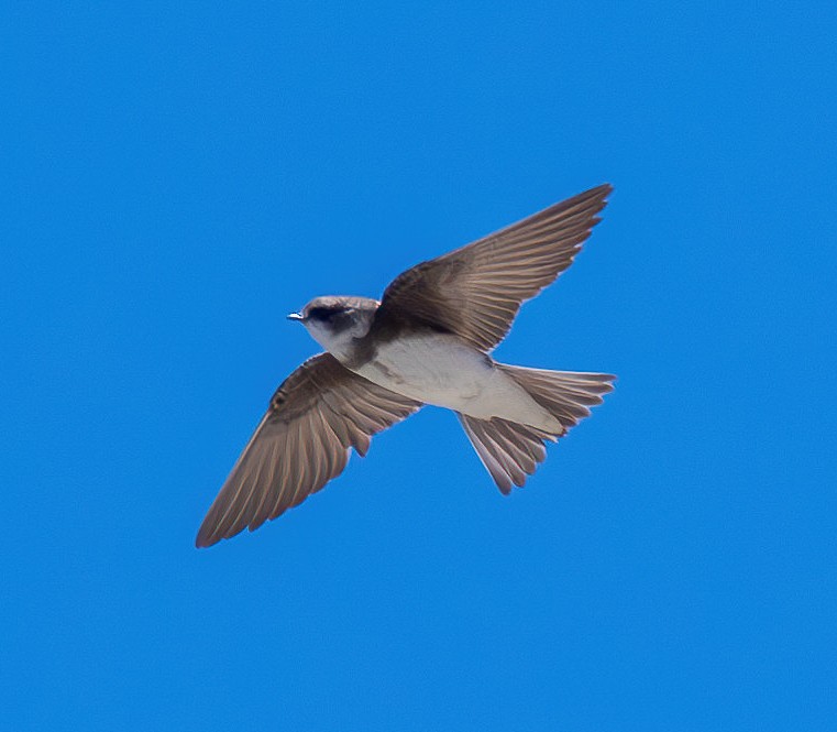 Bank Swallow - ML619909933