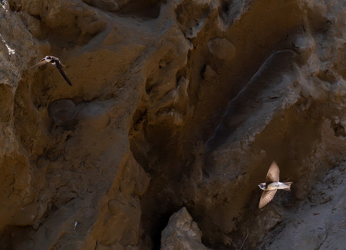 Bank Swallow - ML619909935