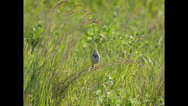 Baird's Sparrow - ML619909970