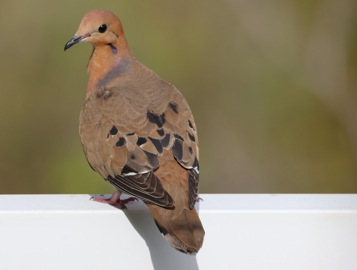 Zenaida Dove - ML619909989