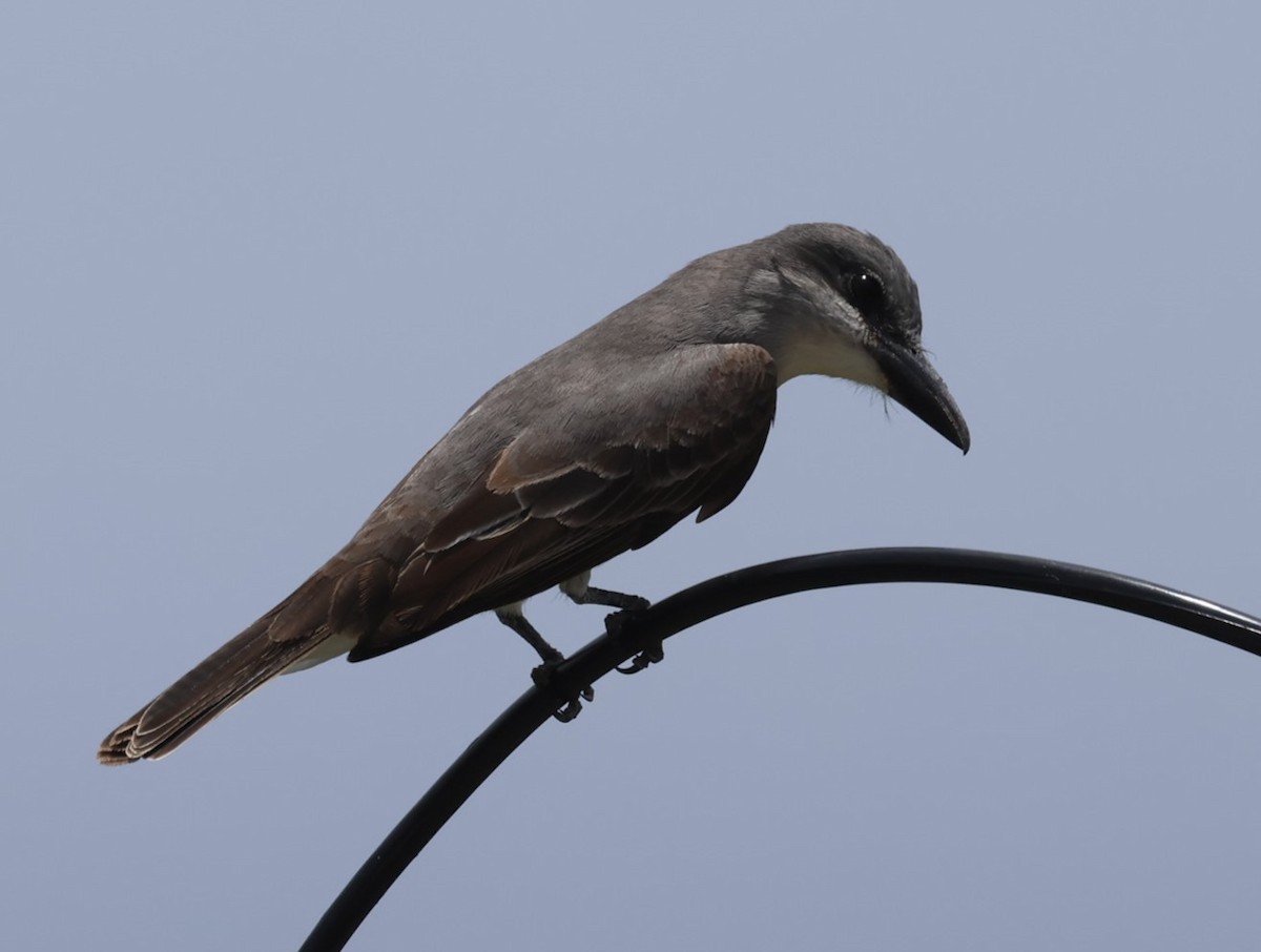 Gray Kingbird - ML619910007