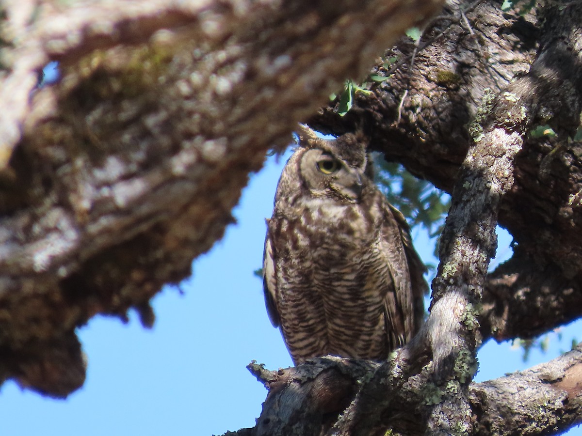 Great Horned Owl - ML619910009
