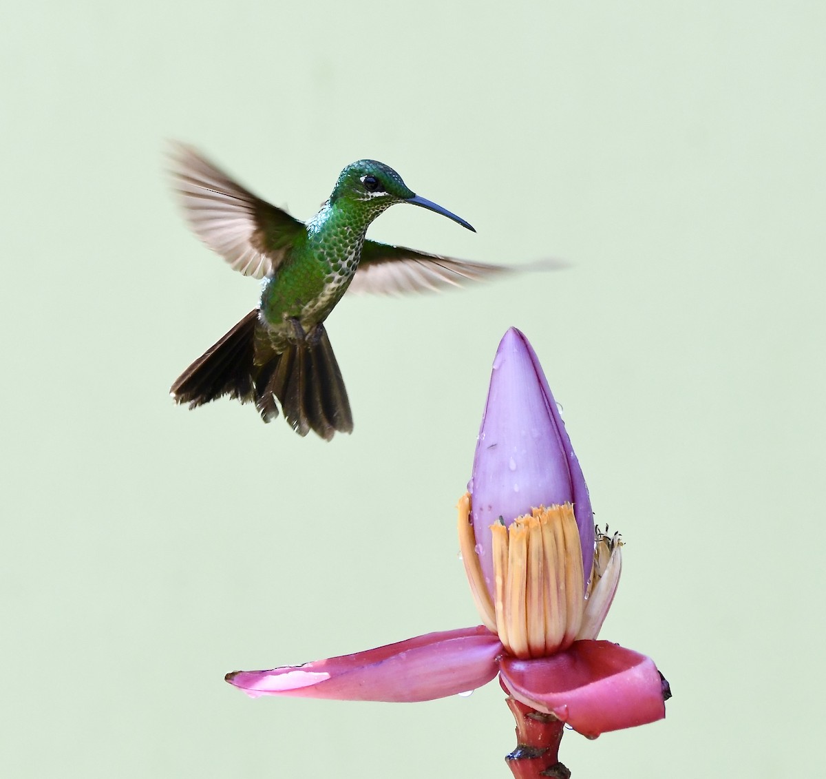 kolibřík subtropický - ML619910053