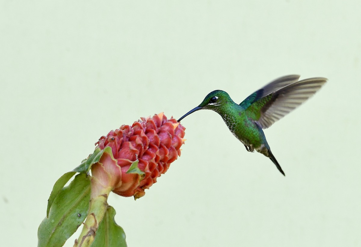 kolibřík subtropický - ML619910055