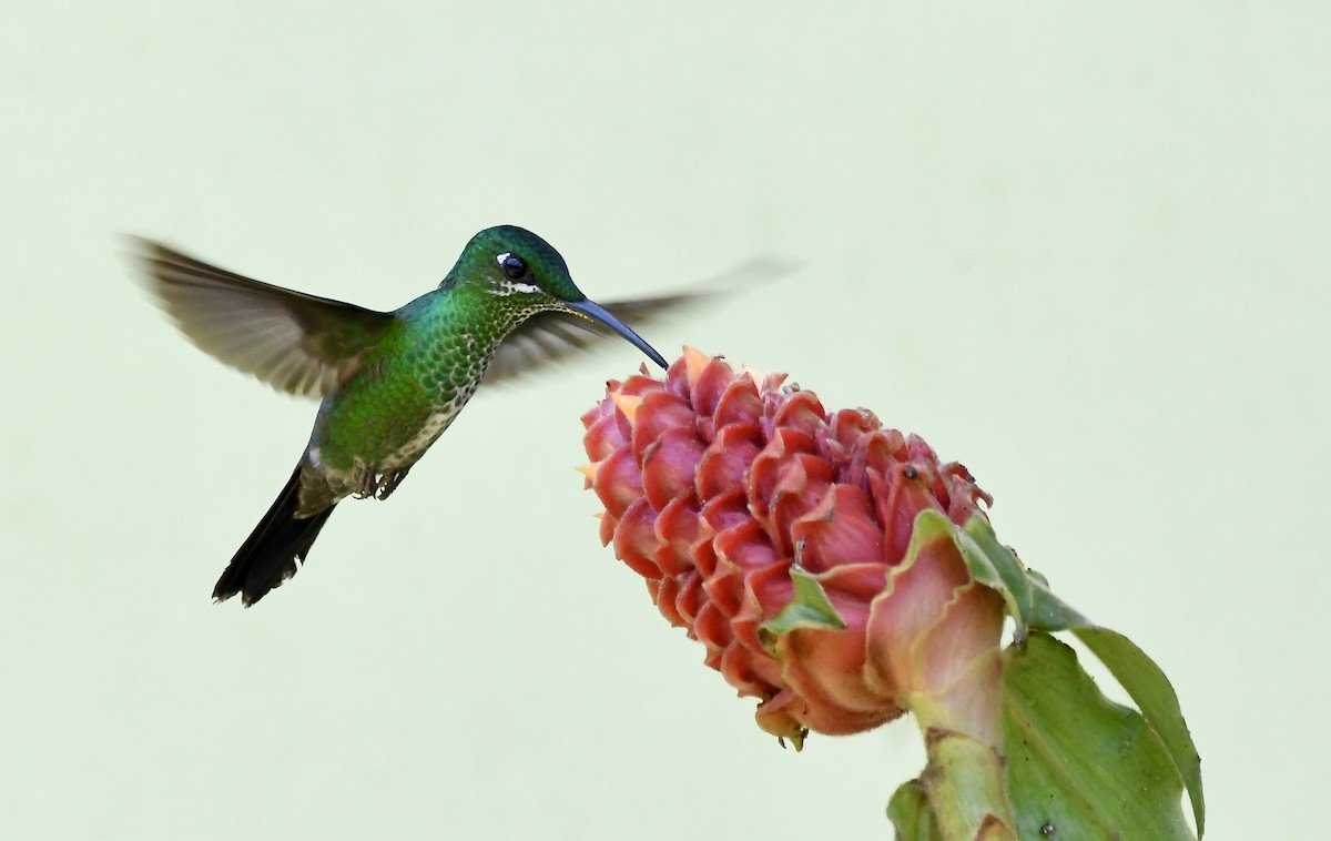kolibřík subtropický - ML619910057